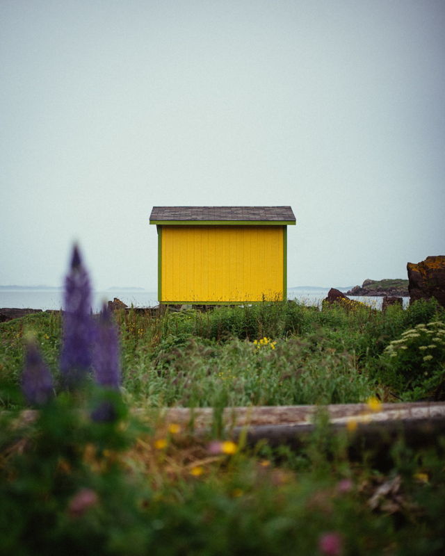 Sunny Shed