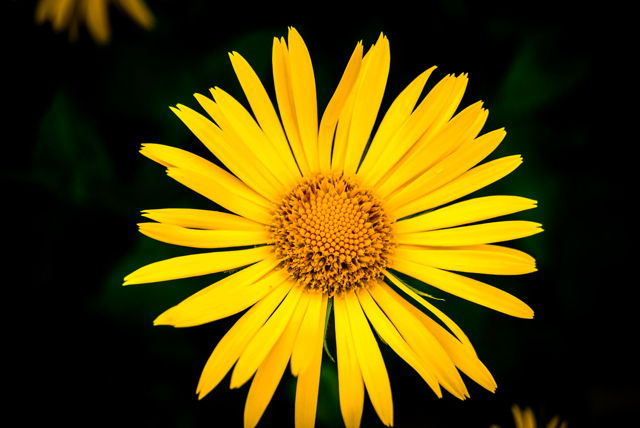 Feeling Yellow