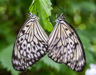 Two Butterflies