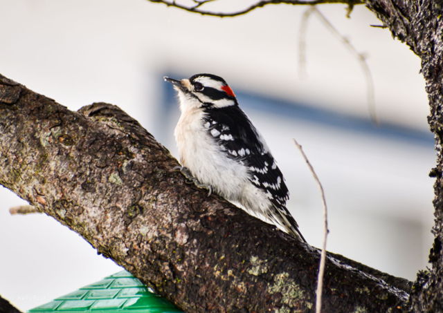 Downy Woodpecker