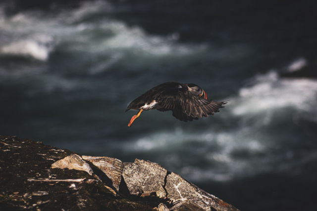 Mid Flight