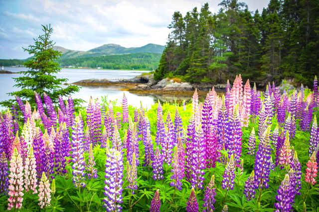 Newfoundland Lupins
