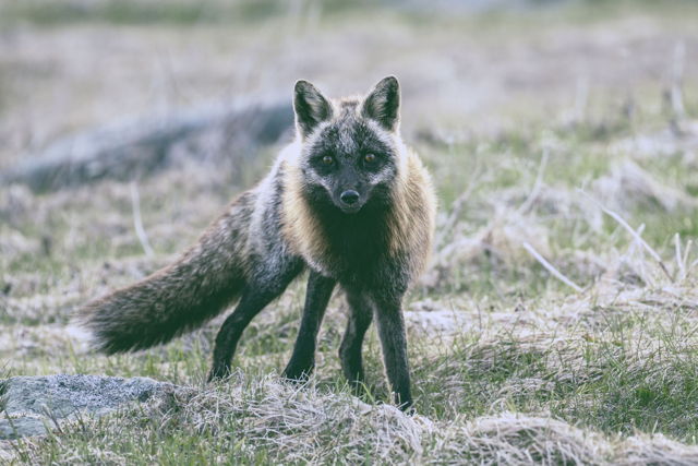 Foxy encounter