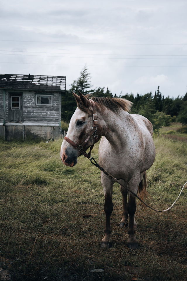 Horse Portrait