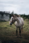 Horse Portrait