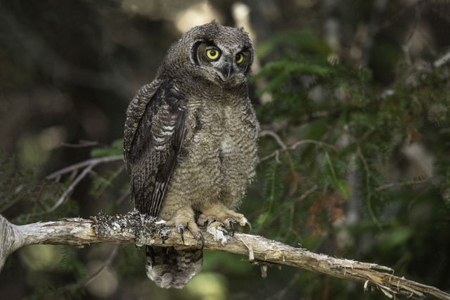 Great Horned Owlet