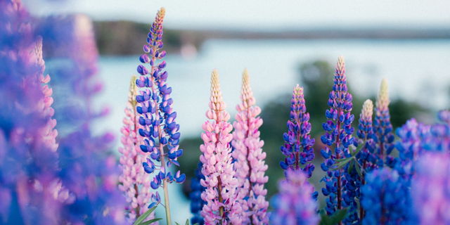 Lupins of L'anse Au Loup 1