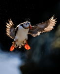Puffin Droplets
