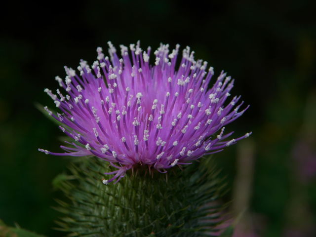 Spear thistle