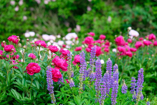 Fully Bloom