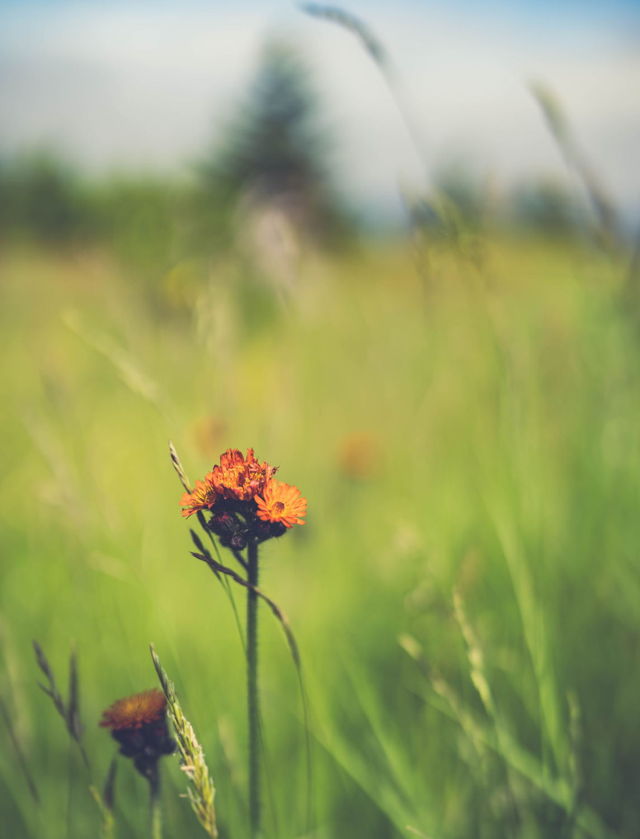Hawkweed