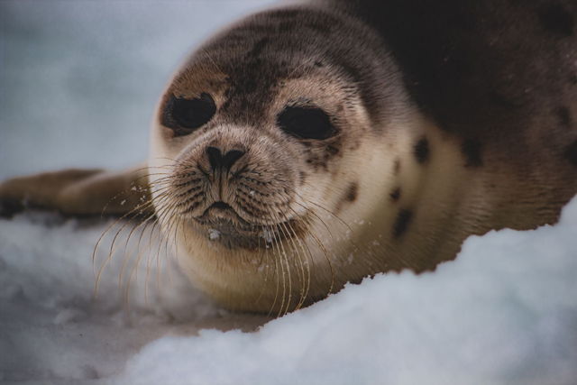 Harp Seal 6
