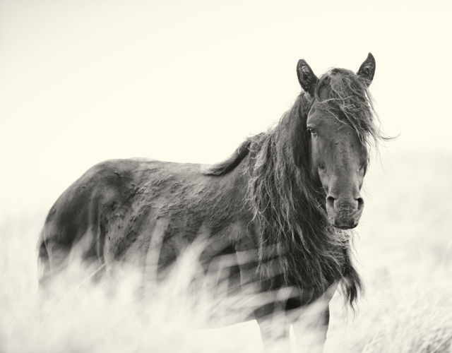 The Sire of Sable Island