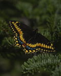 Short-Tailed Swallowtail