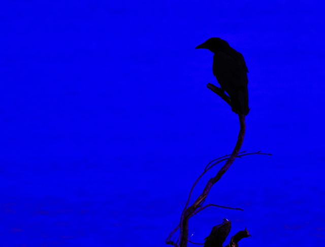 Silhouette Of A Crow