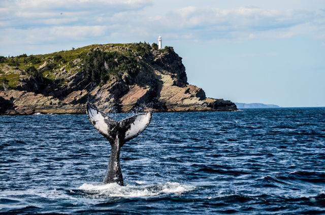 Whale Tail. Bay Bulls Lighthouse, NL