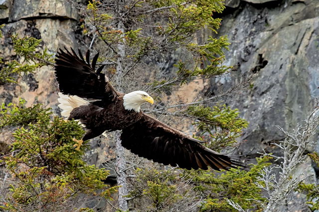 Regal Eagle