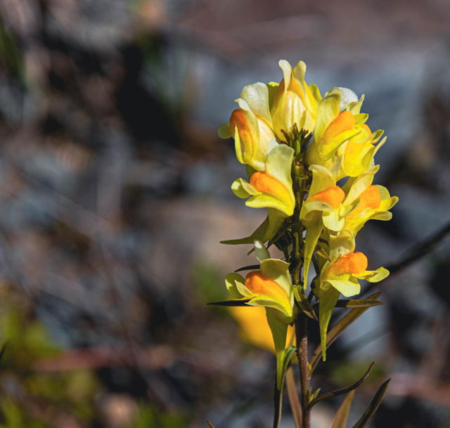 Yellow Toadflax Flower