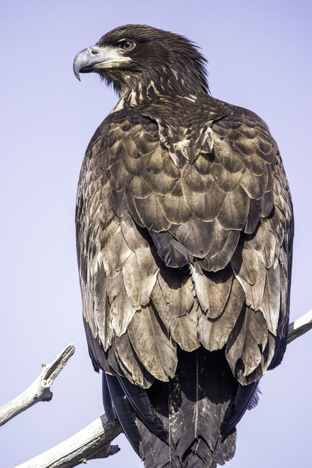 Side Eagle