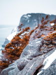 Tree - Rock Symbiosis