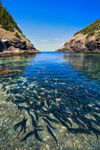 Spawny Capelin