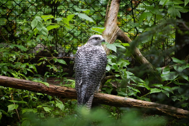 Gyrfalcon