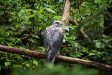 Gyrfalcon