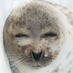 Smiling Seal