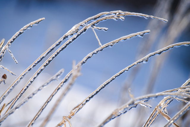 grass stems encapsulated in ice