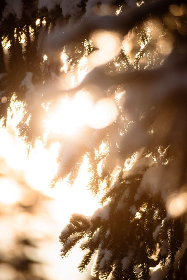 Glowing Branches