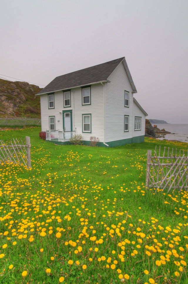 Dandelions - Twillingate, NL