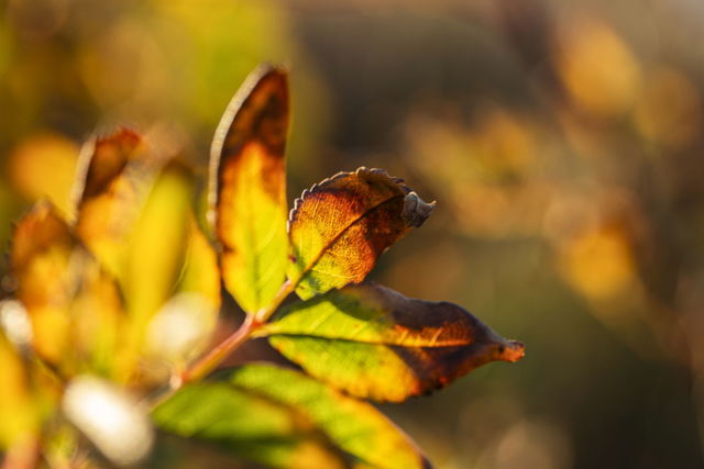 Autumn's Summer