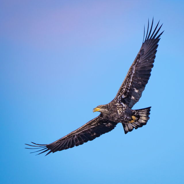 Juvenile Eagle 01615