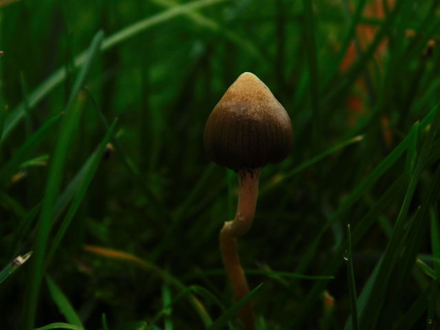 Magical mushroom