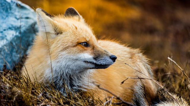 Lazy Fox
