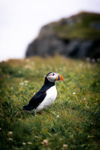 Puffin in the Grass
