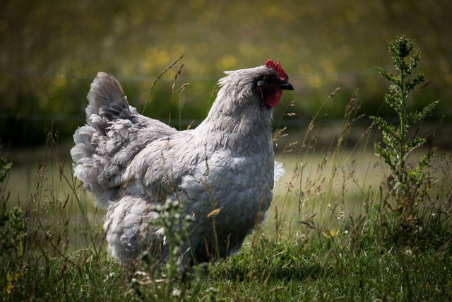 Branch Chicken