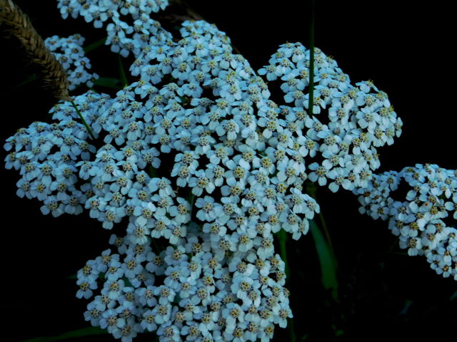 Yarrow