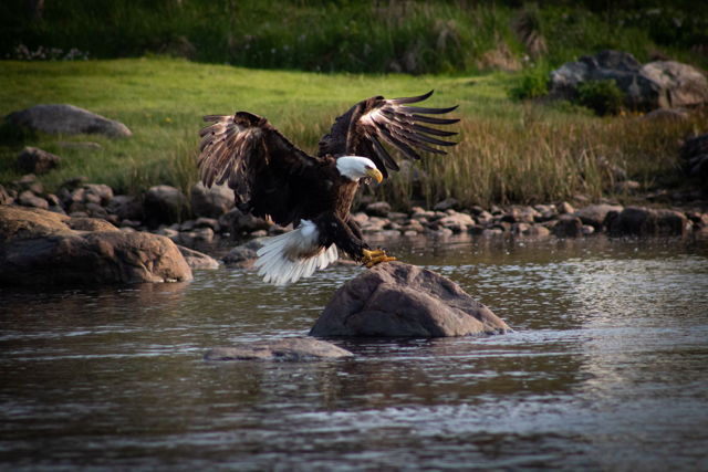 Bald Eagle Landing