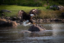 Bald Eagle Landing