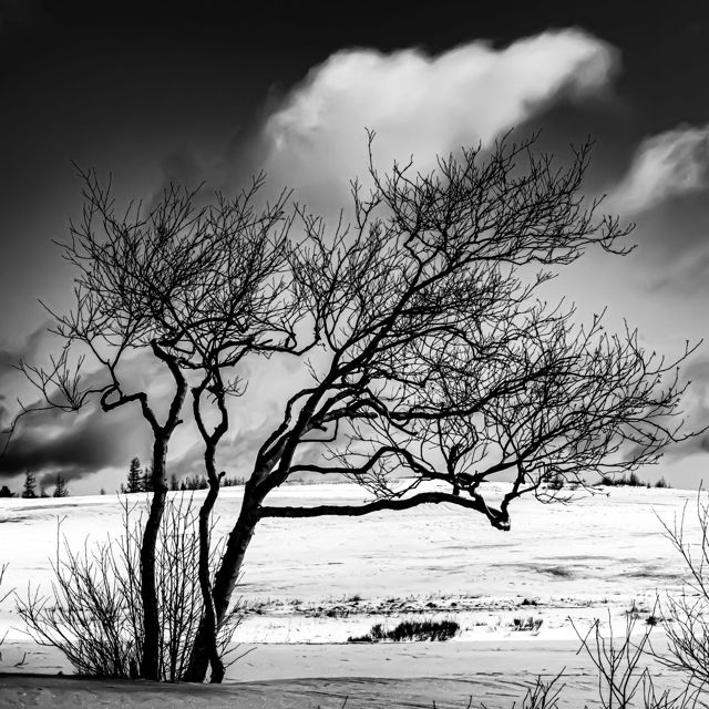 History Of A Tree