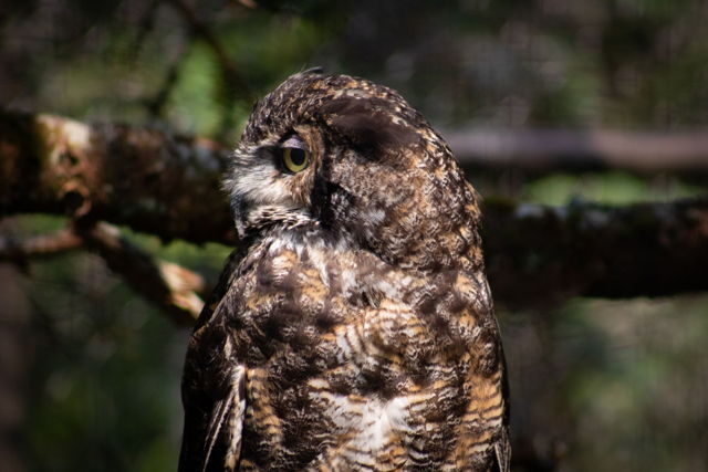 Great Horned Owl
