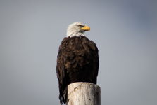 Bald Eagle Looking For Lunch