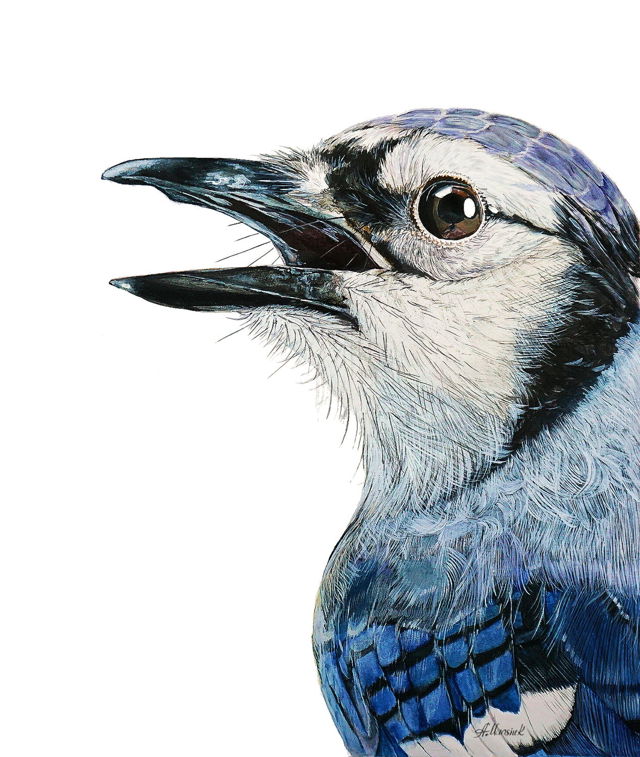 Blue Jay