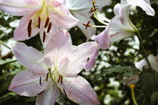 Flower Garden