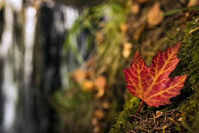 The Colours Within