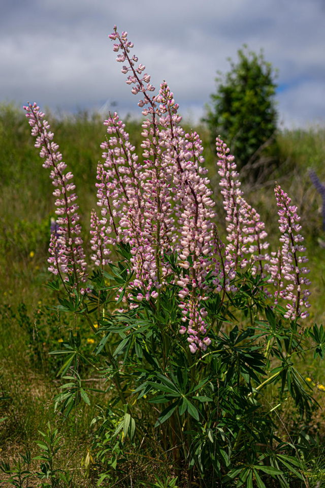Pink Lupins