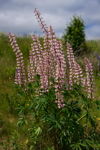 Pink Lupins