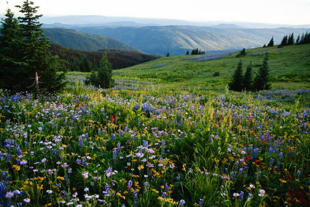 Flowers Over the Valley 2