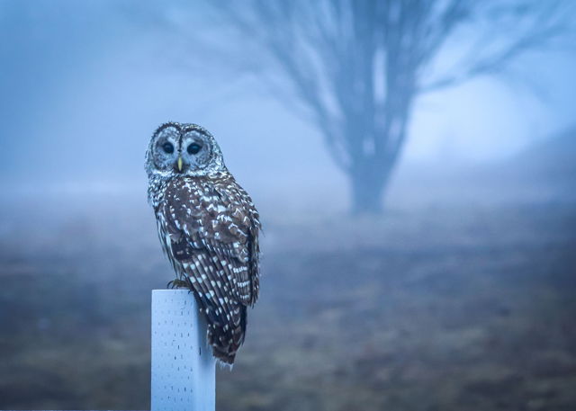 Owl in the Pasture